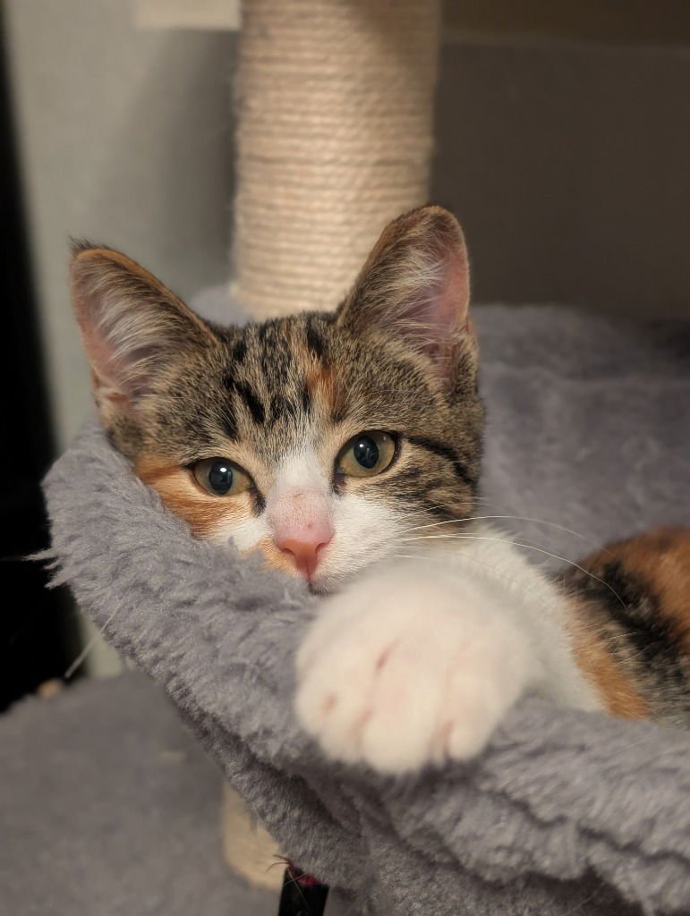 EOS - Domestic Short Hair available for adoption