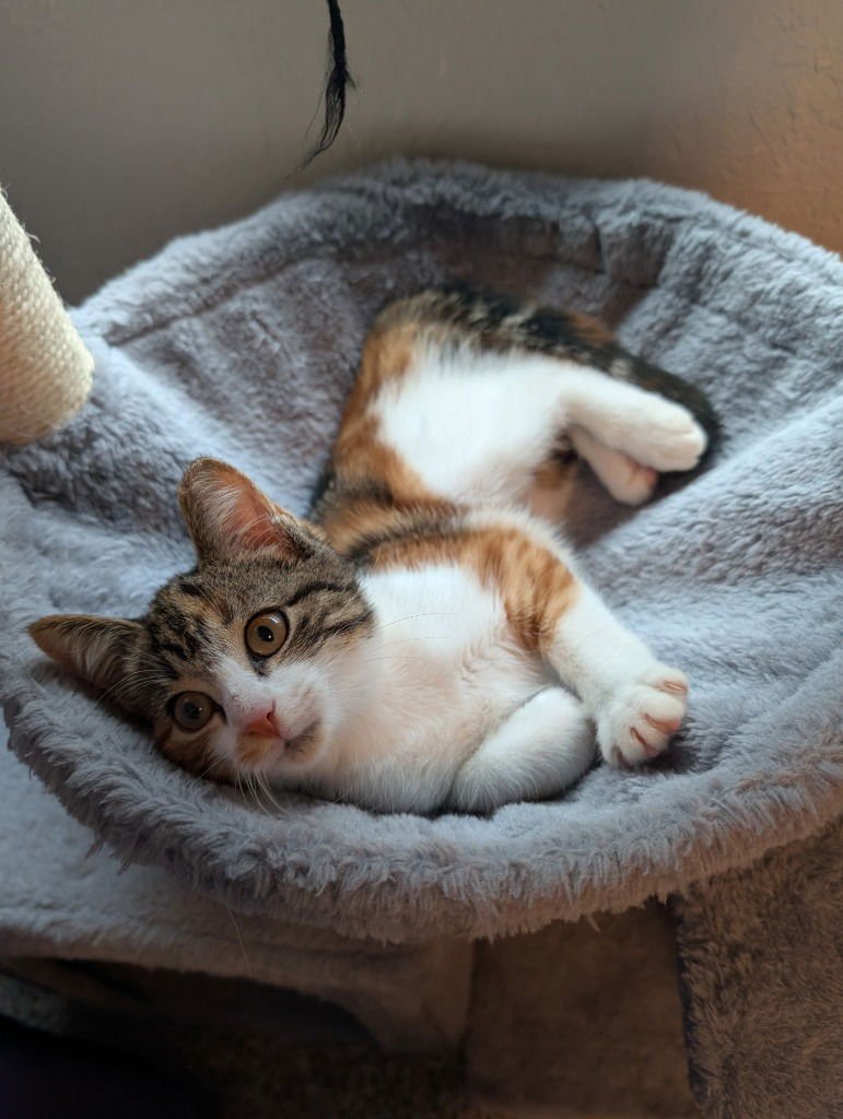 EOS - Domestic Short Hair available for adoption