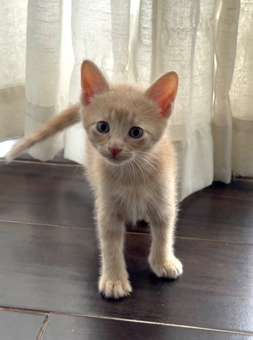 VICTOR - Domestic Short Hair available for adoption