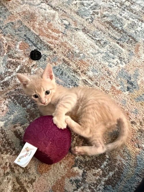 VICTOR - Domestic Short Hair available for adoption