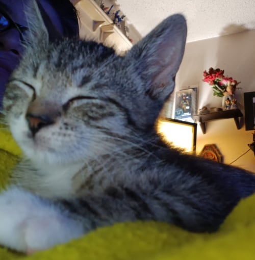 MAYO - Tabby available for adoption