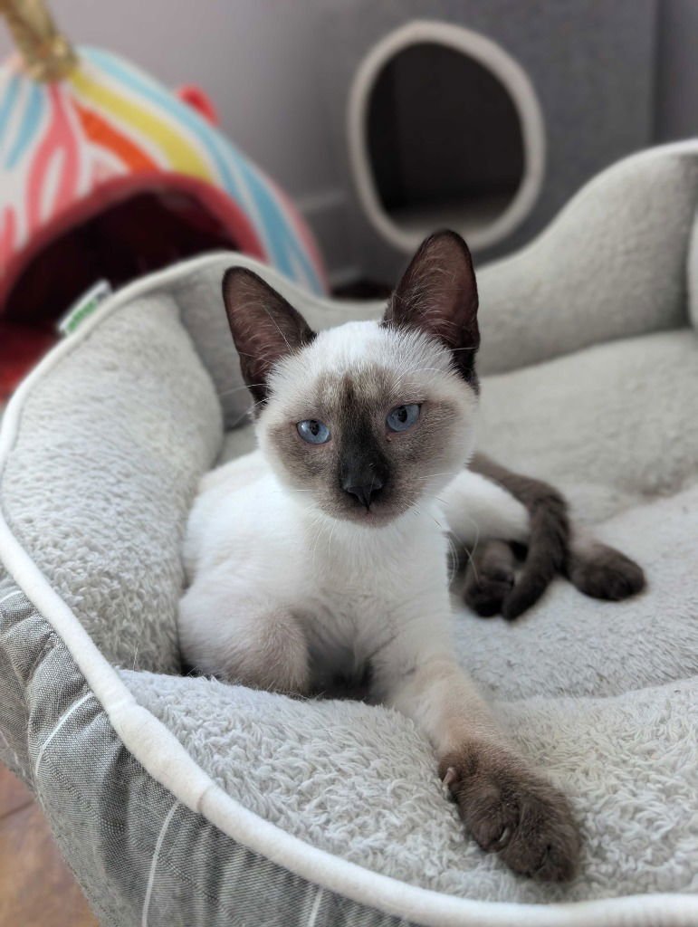 CHIYO - Siamese / Domestic Short Hair available for adoption