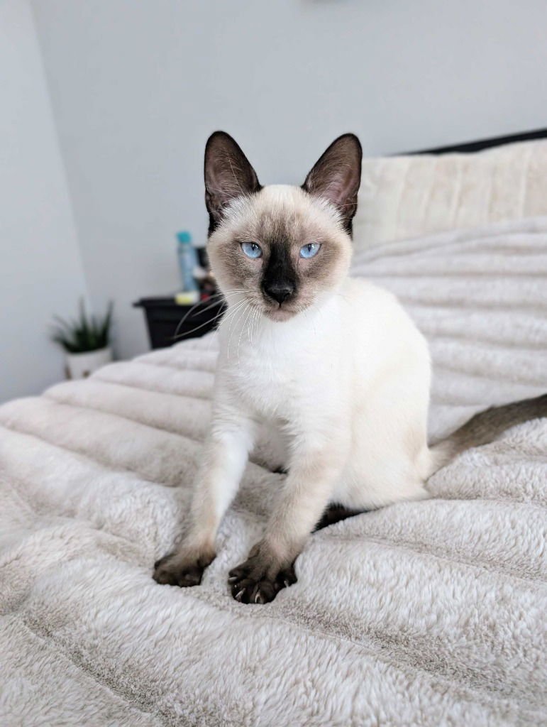 CHIYO - Siamese / Domestic Short Hair available for adoption
