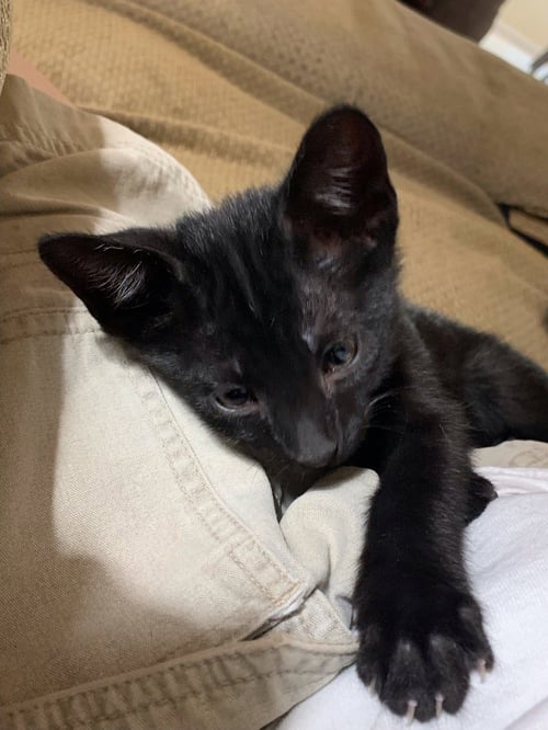 MORGAN - Domestic Short Hair available for adoption