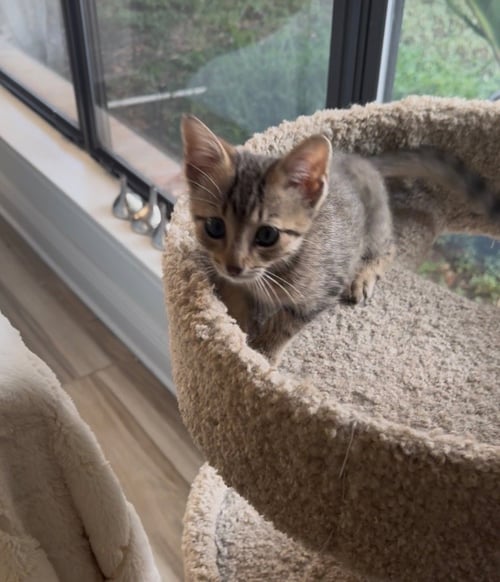 SASSY - Tabby available for adoption