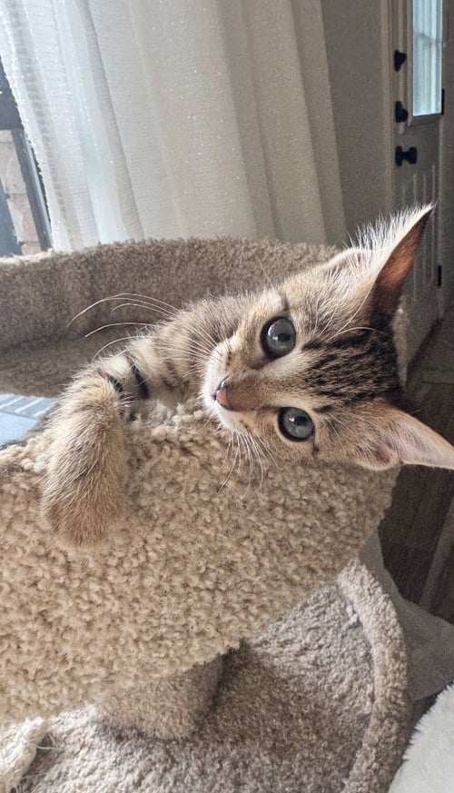 SASSY - Tabby available for adoption