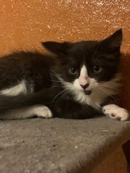 SKIM MILK - Domestic Short Hair available for adoption