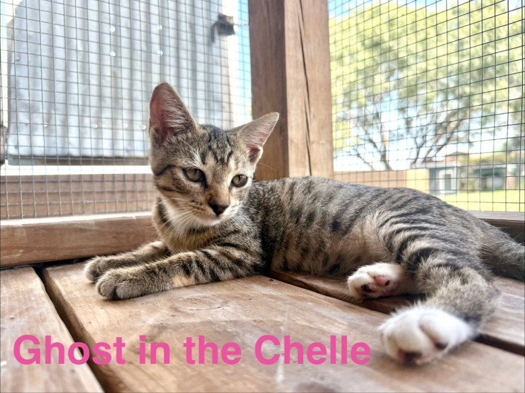 Ghost in the Chelle Image