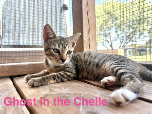 GHOST IN THE CHELLE - Tabby available for adoption