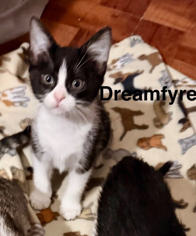 Dream Fyre Image