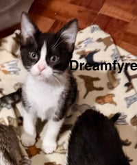 Dream Fyre - Photo 1
