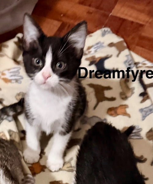 DREAM FYRE - Tabby available for adoption