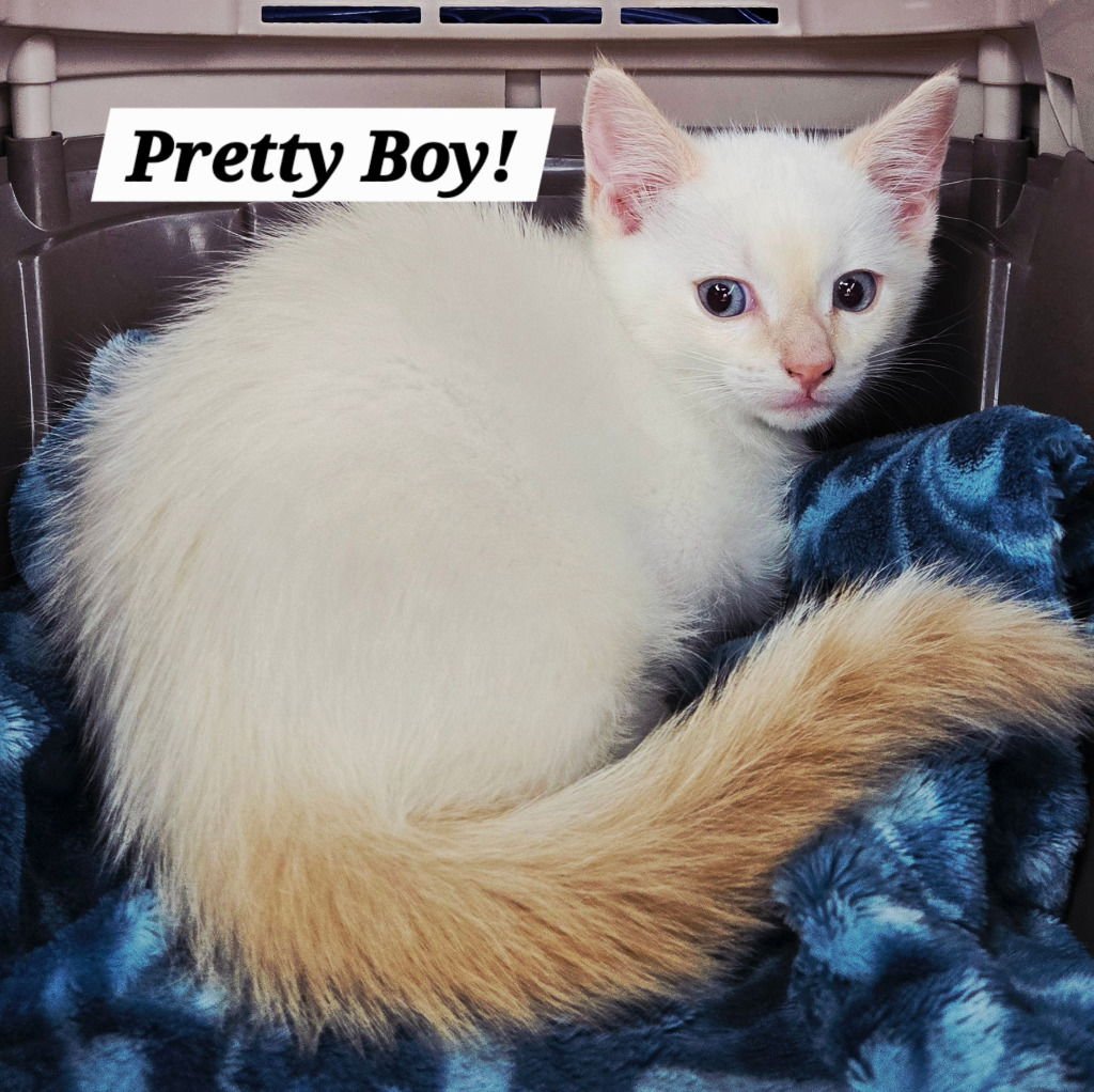 PRETTY BOY - Himalayan available for adoption