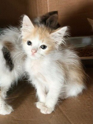 VALE - Tabby available for adoption