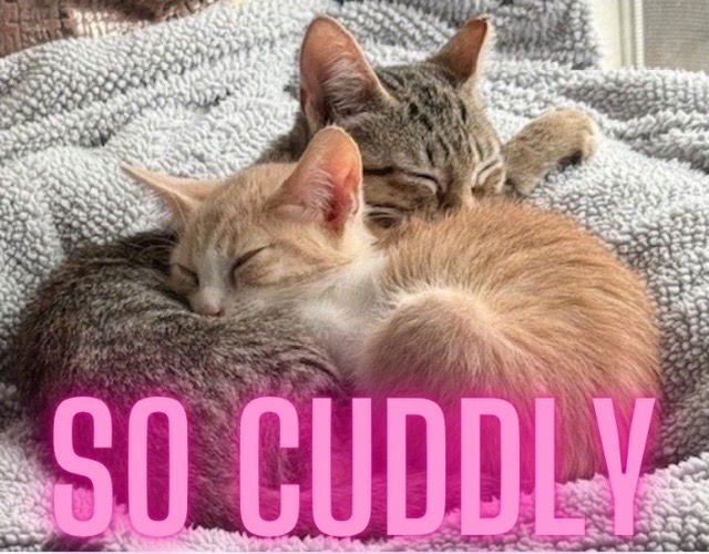 THE GENTLEMAN - Domestic Short Hair available for adoption