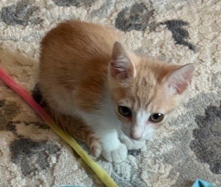 The Gentleman - Photo 3