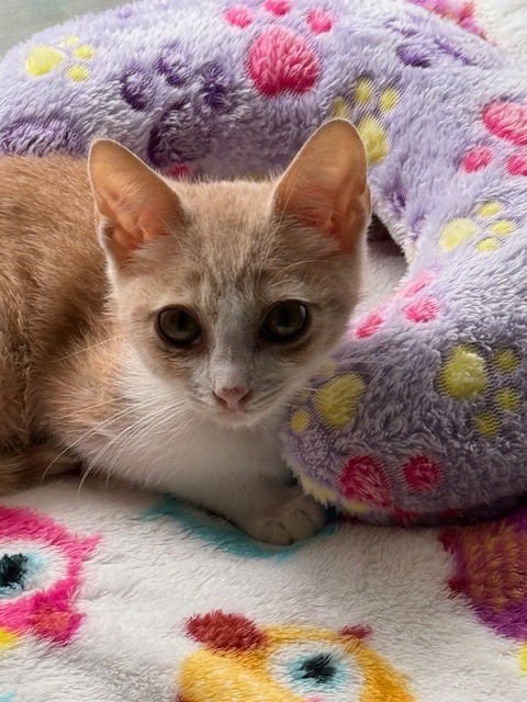 The Gentleman - Photo 4