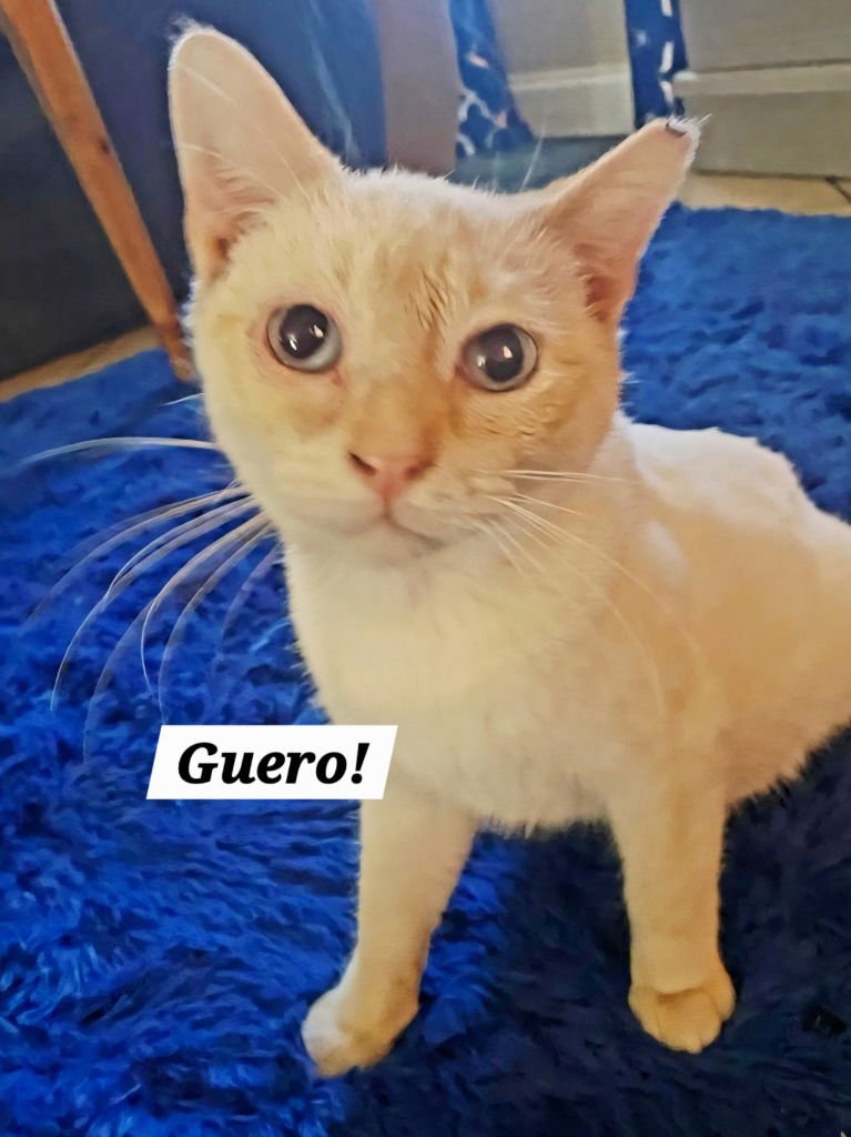GUERO - Siamese / Domestic Short Hair available for adoption