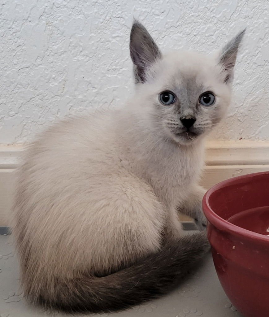 LAVENDER - Tabby available for adoption