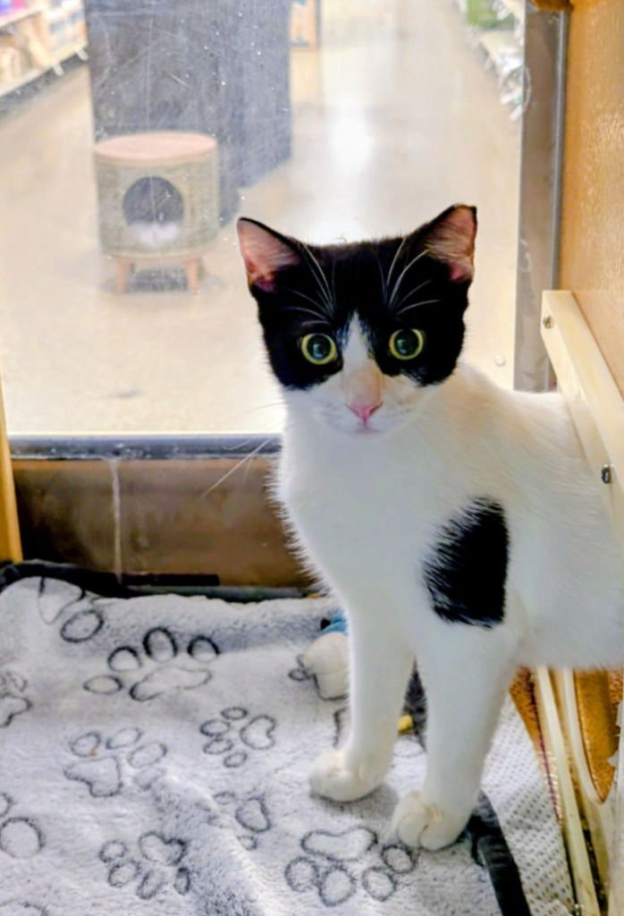 COQUI - Domestic Short Hair available for adoption