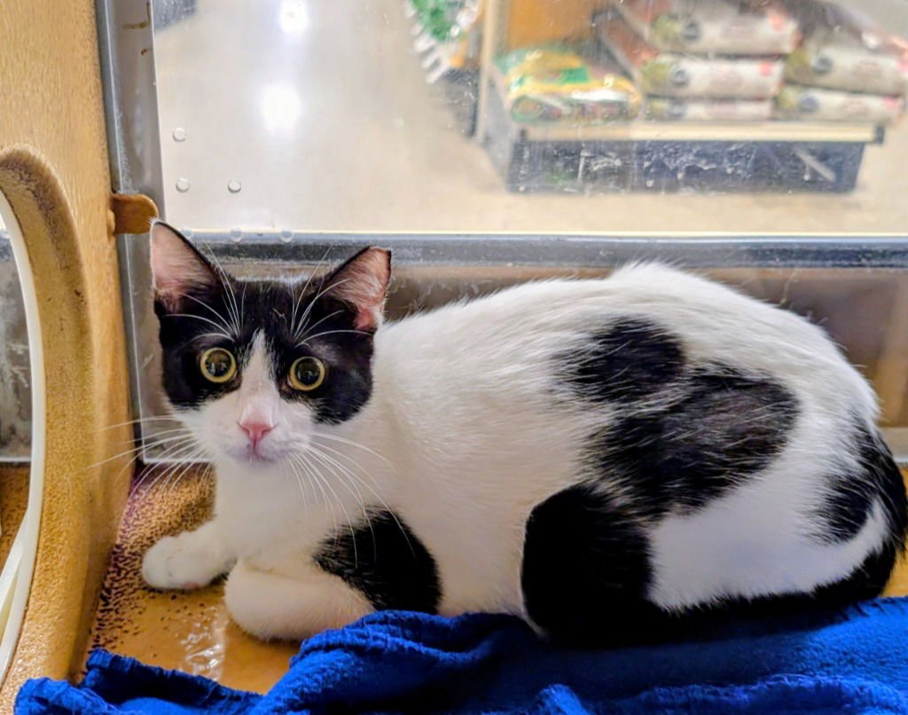 COQUI - Domestic Short Hair available for adoption