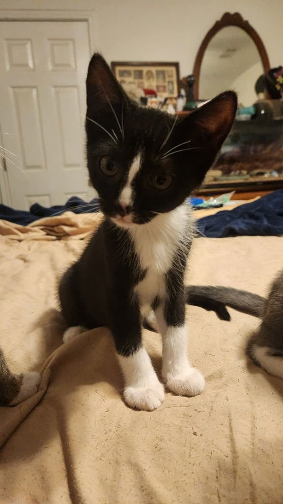 VINCENT - Tabby available for adoption