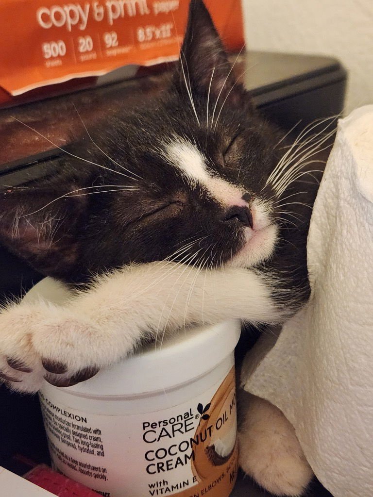 VINCENT - Tabby available for adoption