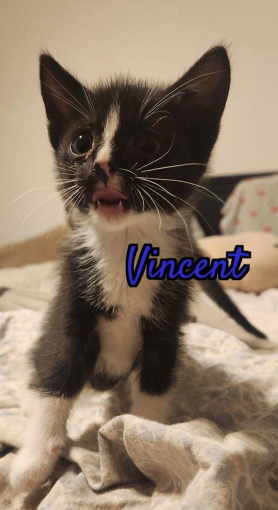 Vincent - Photo 3