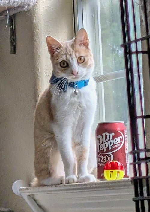 THE GENTLEMAN - Domestic Short Hair available for adoption