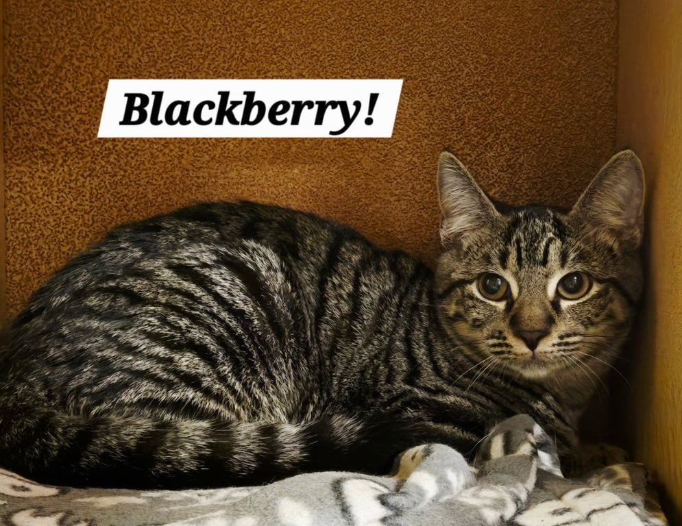 Blackberry Image