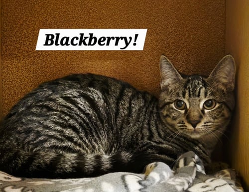 BLACKBERRY - Domestic Short Hair / Tabby available for adoption
