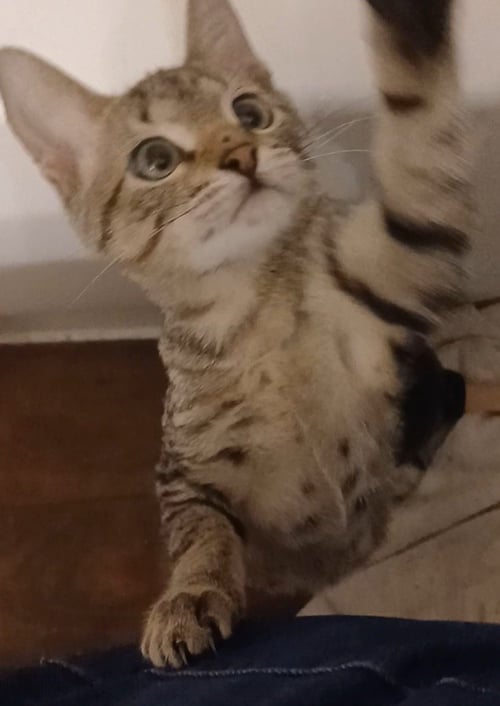 JACK - Tabby available for adoption