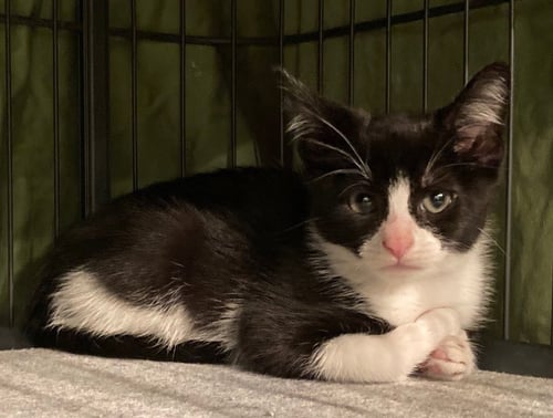 THEODORE NOTT - Domestic Short Hair available for adoption