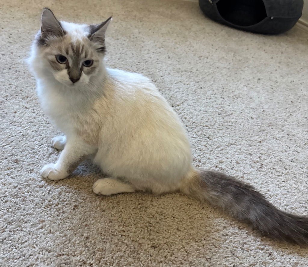 LUKE - Siamese available for adoption