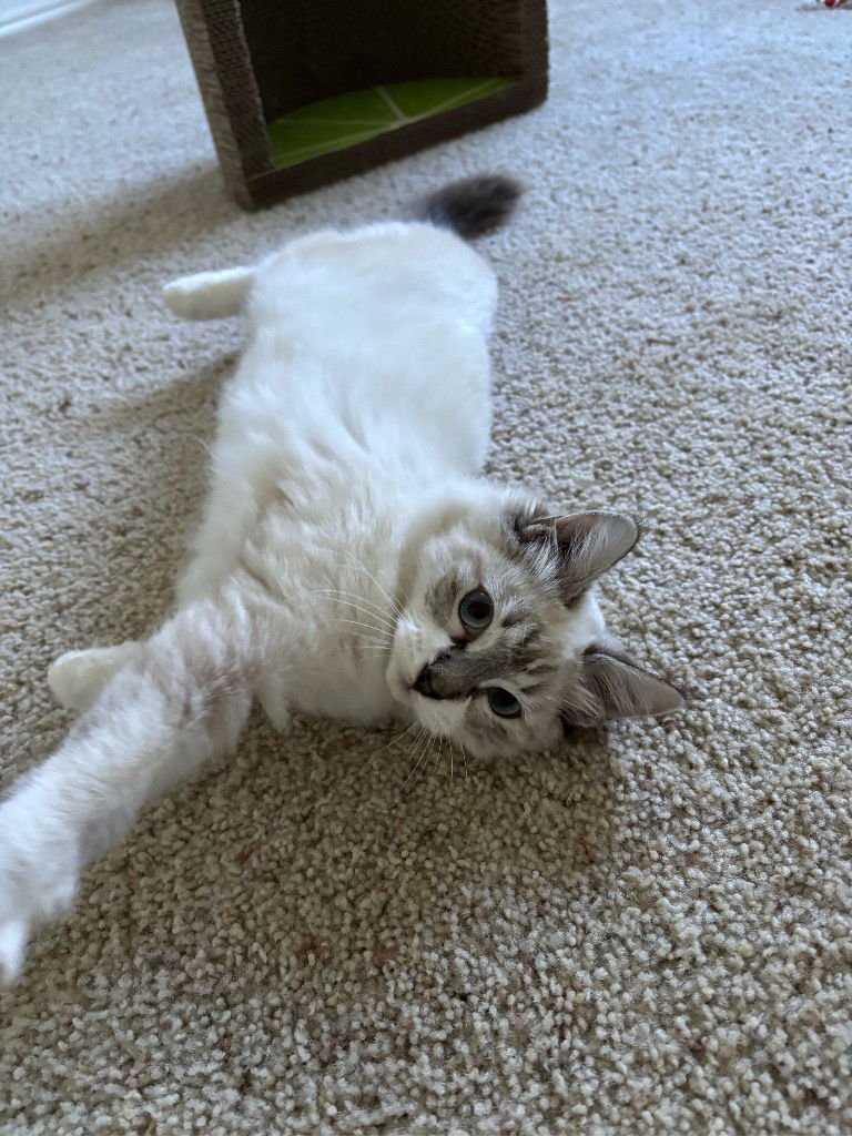 LUKE - Siamese available for adoption