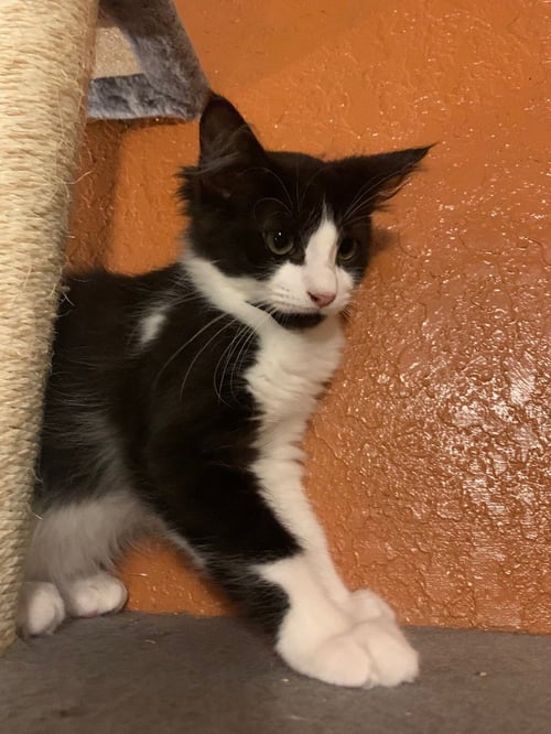 WHOLE MILK - Domestic Short Hair available for adoption
