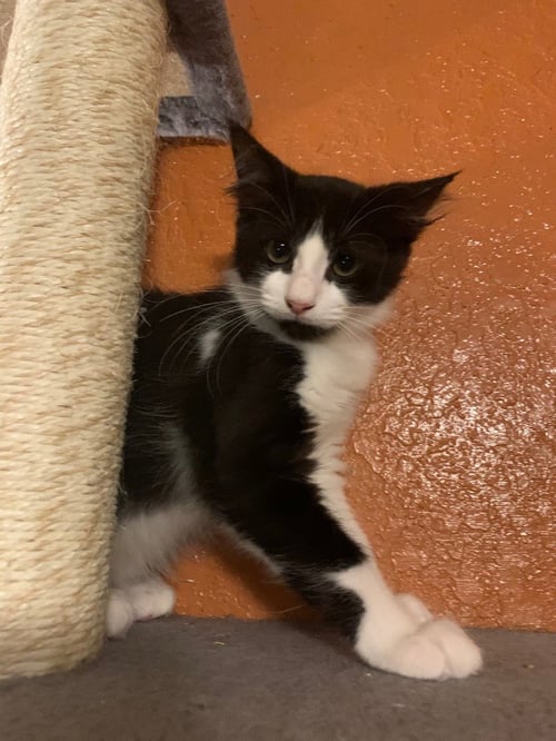 WHOLE MILK - Domestic Short Hair available for adoption