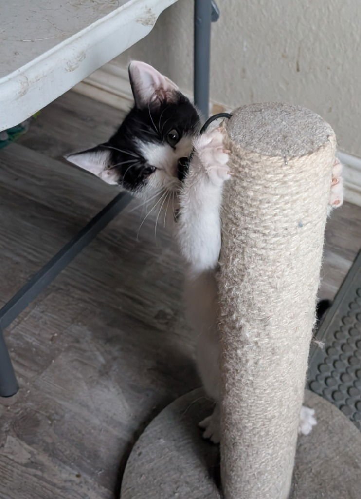 RINCON - Domestic Short Hair available for adoption