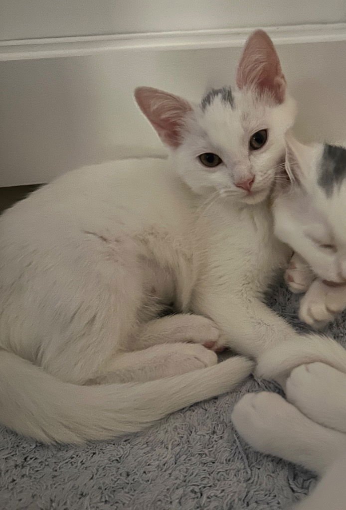 LITTLE DENNY DOO DENKINS - Domestic Short Hair available for adoption