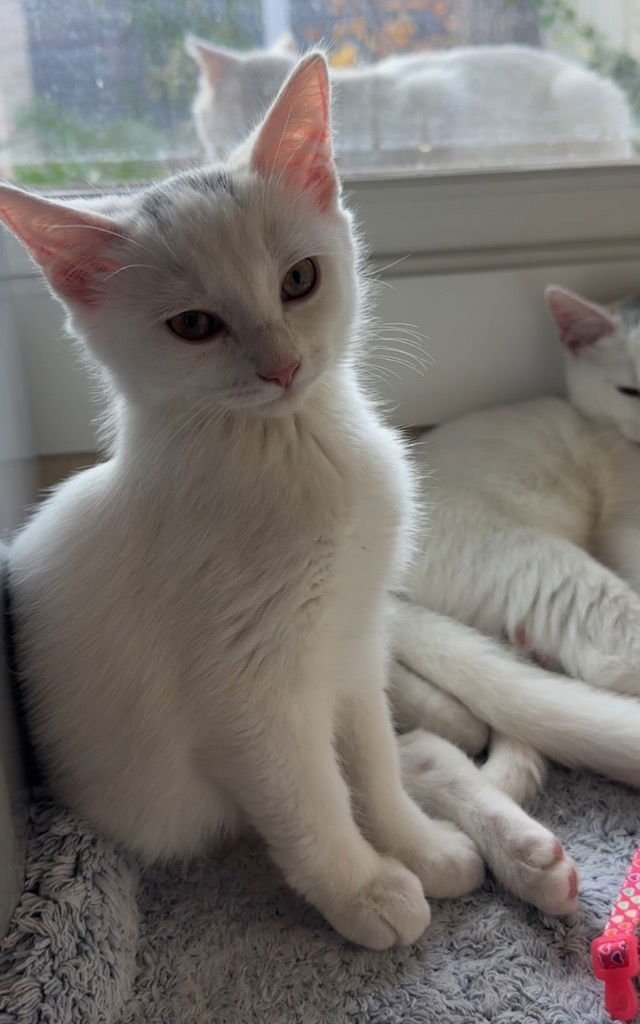 Little Denny Doo Denkins - Photo 3