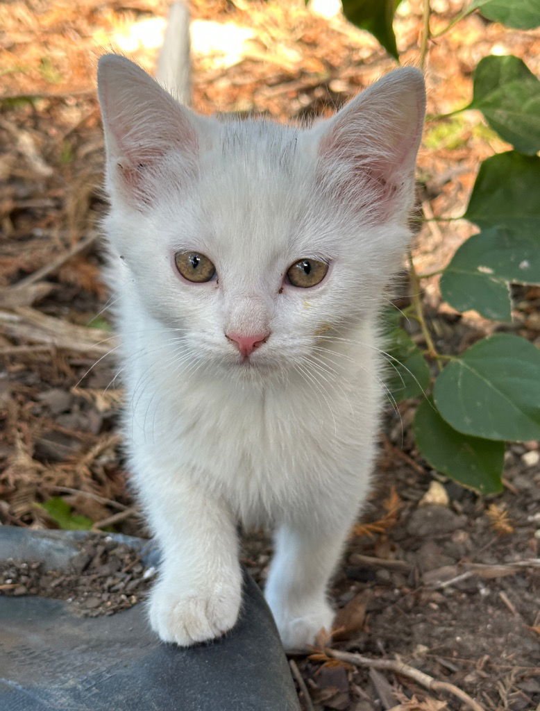 Little Denny Doo Denkins - Photo 4