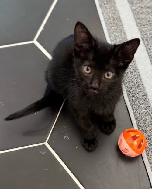 HARPER - Domestic Short Hair available for adoption