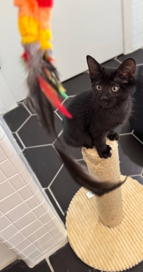HARPER - Domestic Short Hair available for adoption