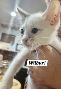 Wilbur - Photo 1