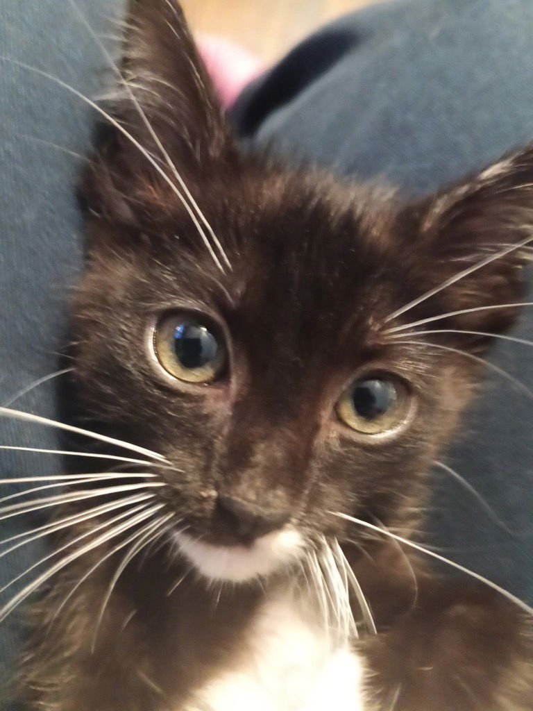 ARCHIE - Domestic Short Hair available for adoption