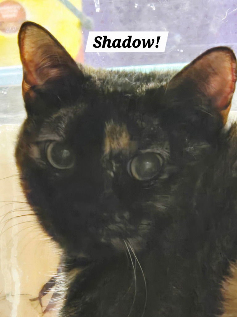 SHADOW - Domestic Short Hair / Domestic Short Hair available for adoption