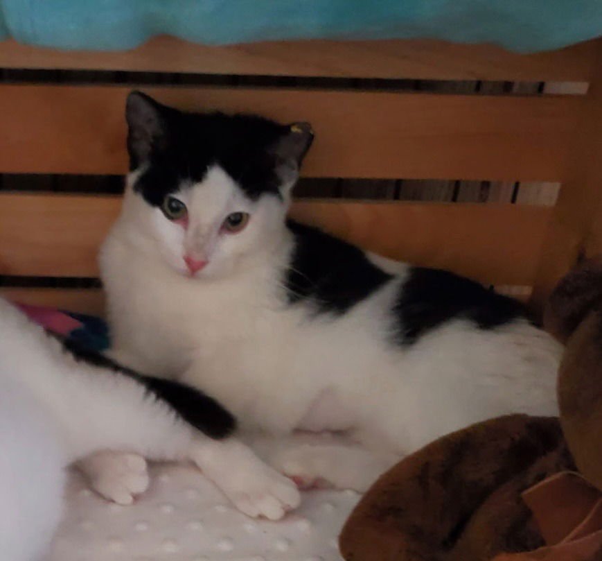 PATCHES - Domestic Short Hair available for adoption