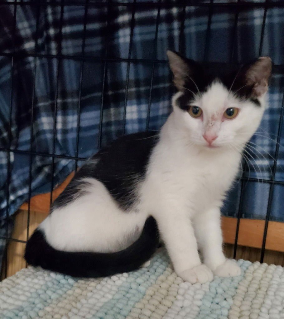 PATCHES - Domestic Short Hair available for adoption