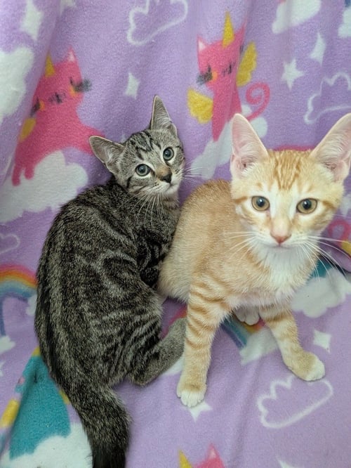 ACANTHUS - Tabby available for adoption