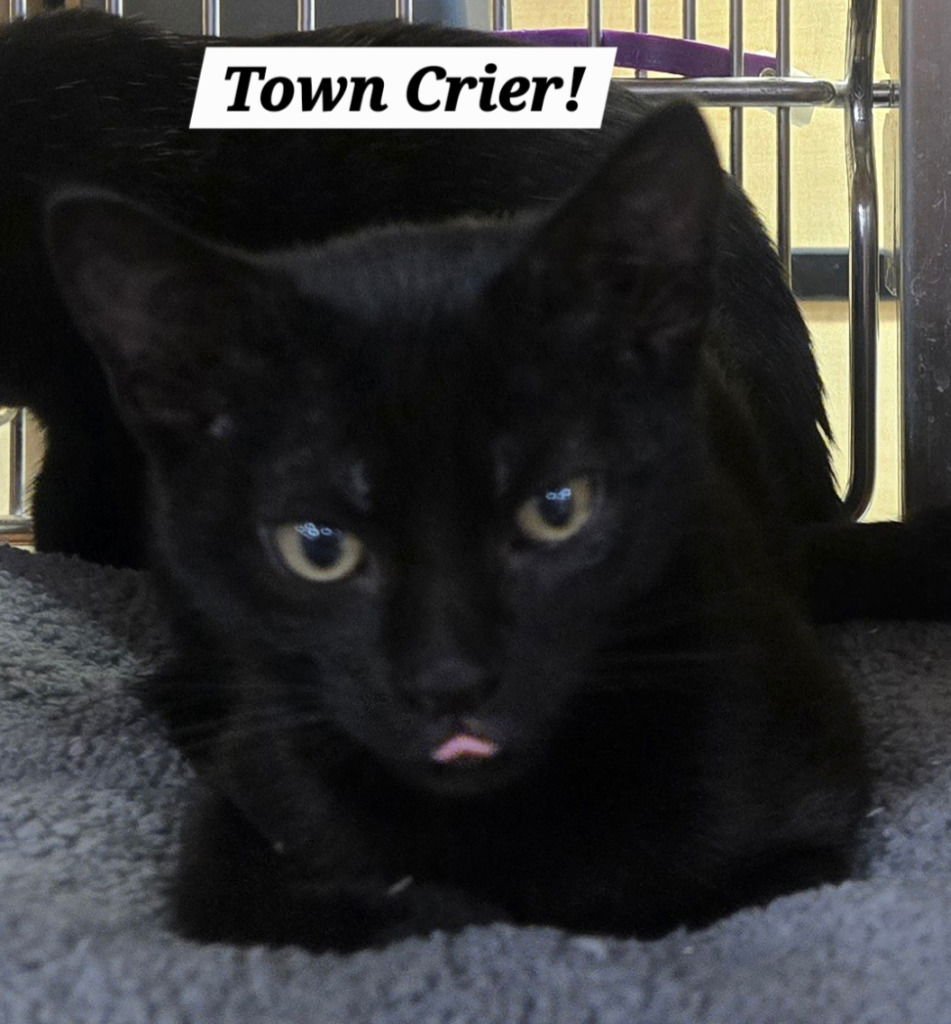 TOWN CRIER - Bombay / Domestic Short Hair available for adoption
